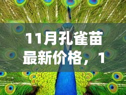 探寻孔雀苗最新价格走势，背后的故事与影响因素揭秘（11月版）