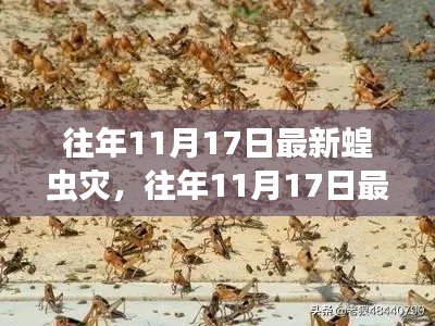 揭秘真相与应对策略，往年11月17日最新蝗虫灾害回顾与前瞻