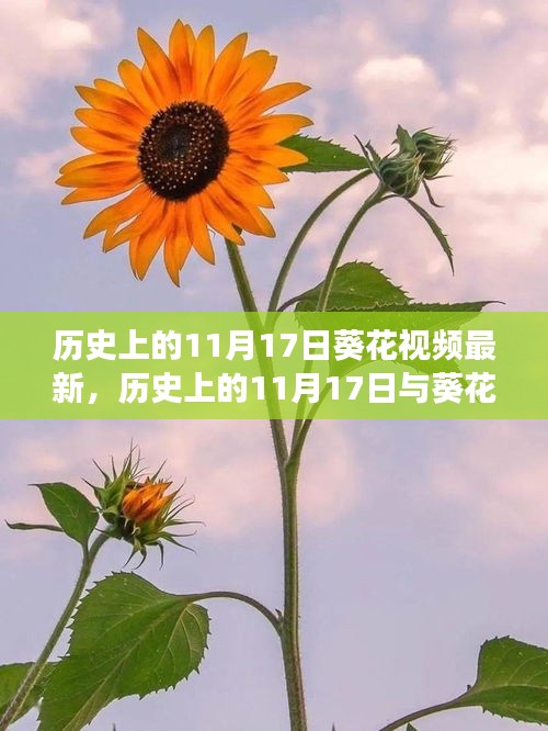 独家视角，历史上的11月17日与葵花视频最新发展探讨