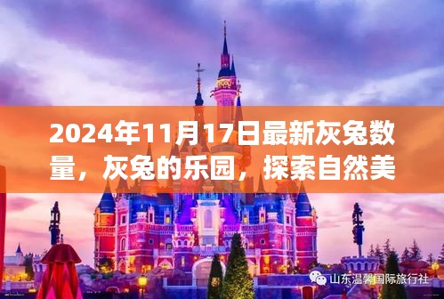 灰兔乐园，探索自然美景之旅的最新篇章，灰兔数量报告揭晓（最新日期）