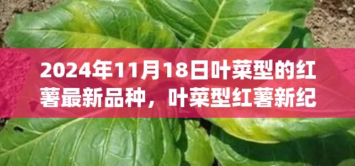 叶菜型红薯新品种揭秘，家庭温馨种植日见证友情种子的绽放