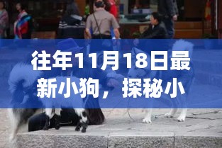 探秘小巷深处的萌宠乐园，最新小狗的温馨故事与日常揭秘