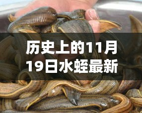 历史上的11月19日水蛭最新价格，历史上的11月19日水蛭最新价格，全面评测与深度介绍