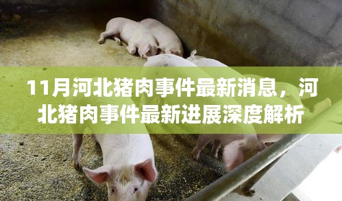 河北猪肉事件最新进展深度解析，产品特性、用户体验与群体分析