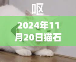 猫石对话揭秘，拥抱变化，自信闪耀的2024年11月20日最新一周运势启示