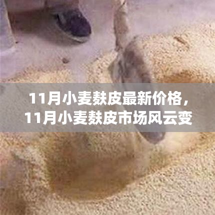 11月小麦麸皮市场深度解析，价格走势与最新动态