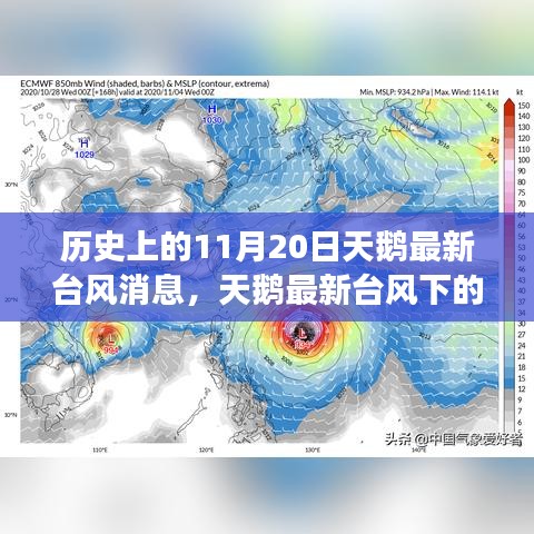 天鹅台风下的友情与陪伴故事，温馨日常在风雨中闪耀