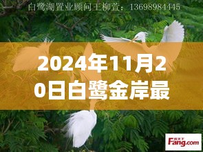 2024年11月20日白鹭金岸最新，2024年11月20日白鹭金岸最新动态，揭秘这片金岸的无限魅力与最新进展