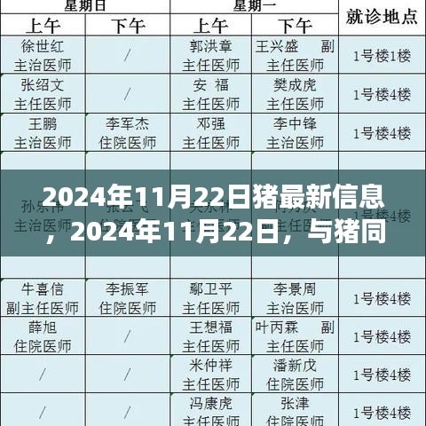 2024年11月22日猪事记，与猪同行的心灵平静之旅