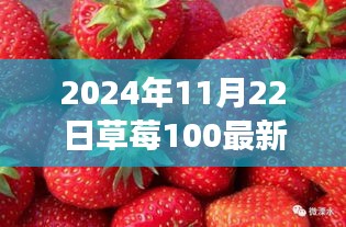 草莓爱好者必看，草莓100最新免费资讯及未来展望（2024年更新）