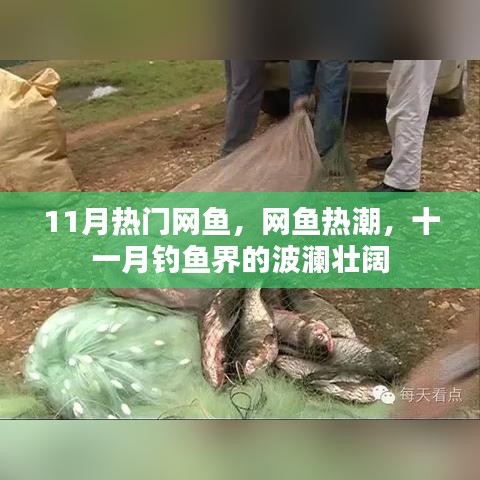 11月网鱼热潮，钓鱼界的波澜壮阔