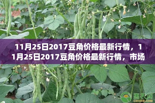 11月25日2017豆角价格最新行情，11月25日2017豆角价格最新行情，市场走势分析与预测