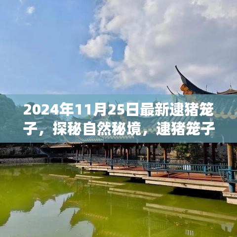 探秘自然秘境，逮猪笼子之旅的心灵之旅，寻找片刻宁静时光（2024年11月25日最新）