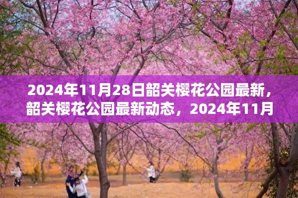 韶关樱花公园最新动态探索与发现，2024年11月28日的韶关樱花公园最新探索成果揭秘