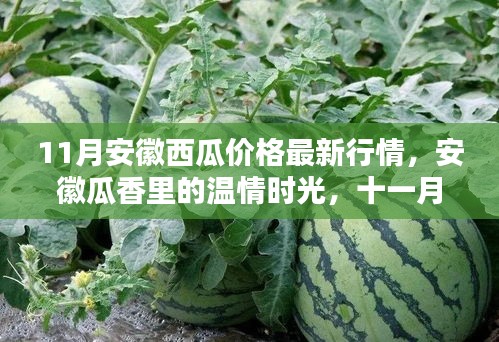 安徽十一月西瓜行情概览，温情时光与瓜香情缘