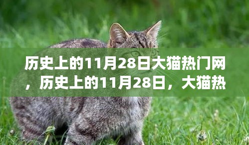 历史上的大猫热门网，影响与争议回顾，探寻11月28日的印记