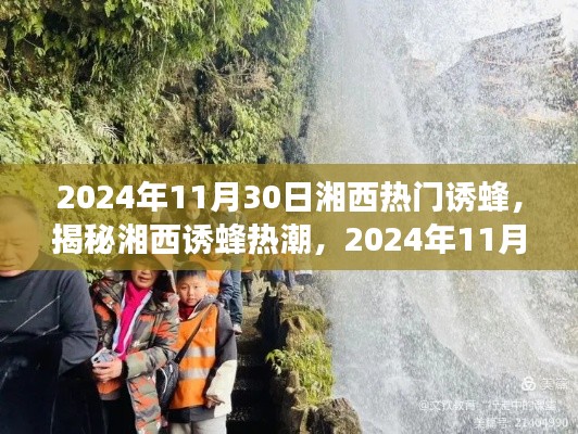 揭秘湘西诱蜂热潮，探秘之旅，日期聚焦2024年11月30日