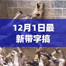 揭秘带字搞笑图片背后的故事与影响力——12月1日最新盘点