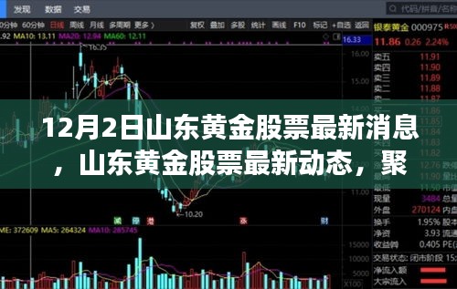 山东黄金股票最新动态及分析聚焦（12月2日更新）