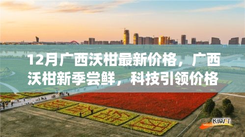 广西沃柑新季尝鲜盛宴，科技引领下的价格与品质飞跃