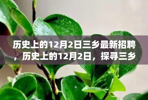 探寻三乡最新招聘背后的故事，历史上的12月2日招聘概览