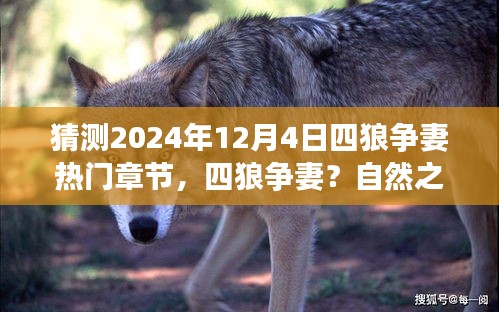 猜测2024年12月4日四狼争妻热门章节，四狼争妻？自然之旅中寻找心灵宁静的奇妙篇章——2024年12月4日的未知探险