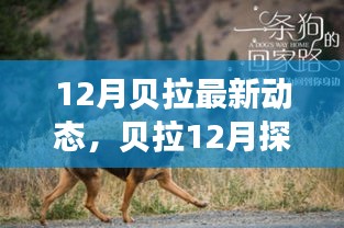 贝拉12月探险之旅，追寻自然美景的温暖追寻内心宁静与平和之旅