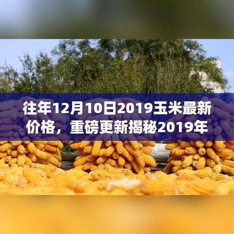 揭秘2019年12月10日玉米最新价格，洞悉市场走势与行情动态