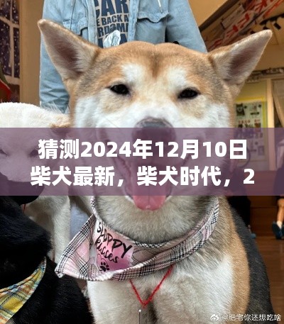 柴犬时代新篇章，预测2024年12月10日的柴犬最新动态