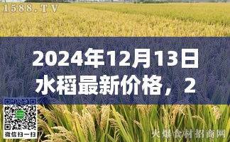 2024年水稻最新价格深度评测与介绍