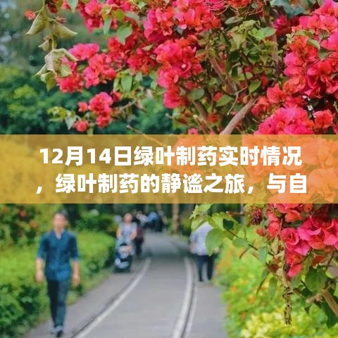 绿叶制药，探寻内心平静的魔法之地——静谧之旅与实时进展观察