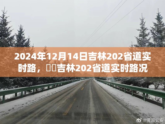 吉林202省道实时路况深度体验分析，2024年12月14日的路况评测报告