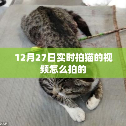 12月27日实拍猫咪，拍摄技巧与分享