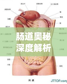 肠道奥秘深度解析，全方位了解肠道解剖知识