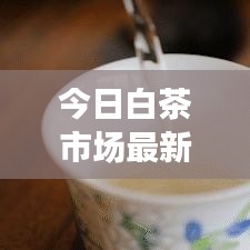 今日白茶市场最新动态速递