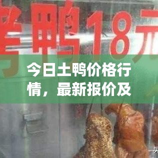 今日土鸭价格行情，最新报价及分析解读