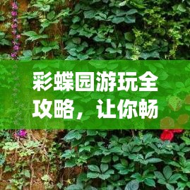 彩蝶园游玩全攻略，让你畅游无忧！