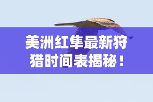 美洲红隼最新狩猎时间表揭秘！