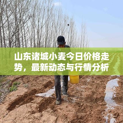 山东诸城小麦今日价格走势，最新动态与行情分析