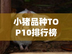 小猪品种TOP10排行榜，你不知道的十大猪种！