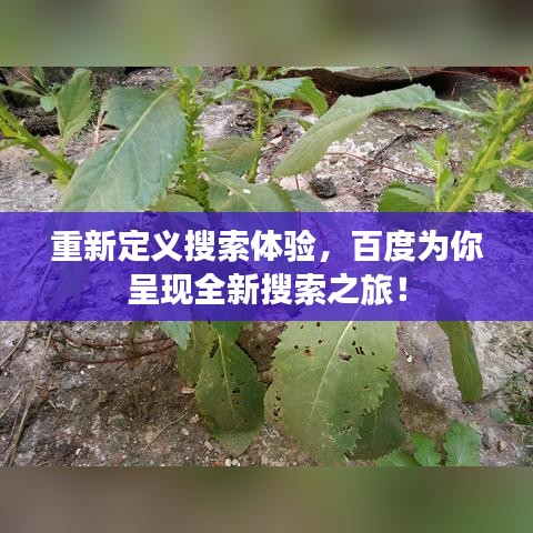重新定义搜索体验，百度为你呈现全新搜索之旅！