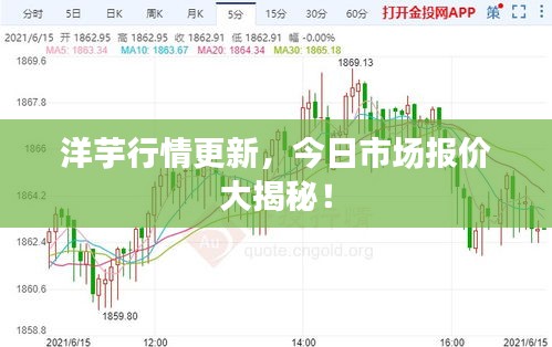 洋芋行情更新，今日市场报价大揭秘！
