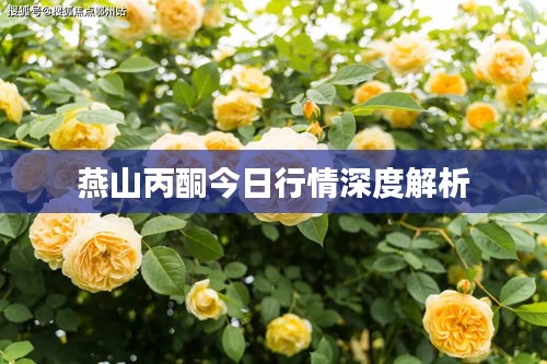 燕山丙酮今日行情深度解析