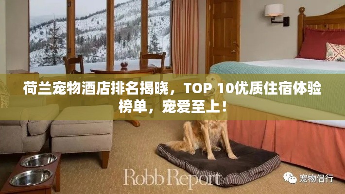 荷兰宠物酒店排名揭晓，TOP 10优质住宿体验榜单，宠爱至上！
