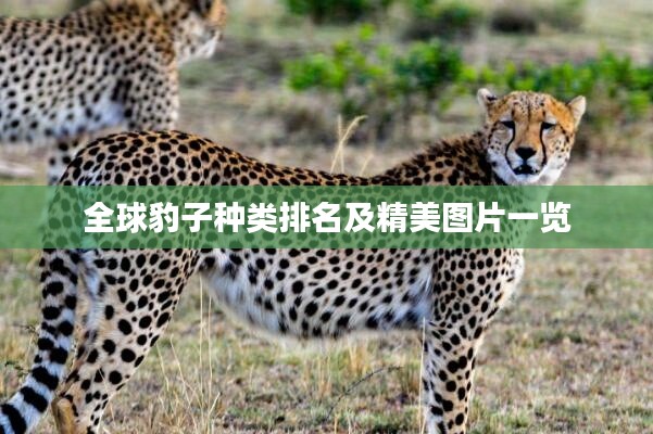 全球豹子种类排名及精美图片一览