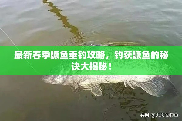 最新春季鳜鱼垂钓攻略，钓获鳜鱼的秘诀大揭秘！