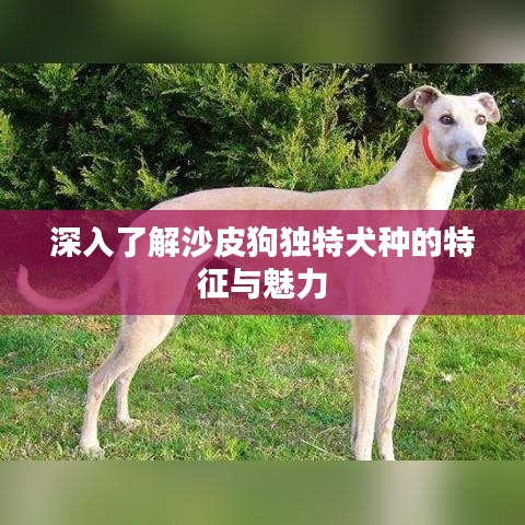 关于 第7页