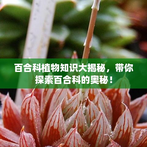 百合科植物知识大揭秘，带你探索百合科的奥秘！