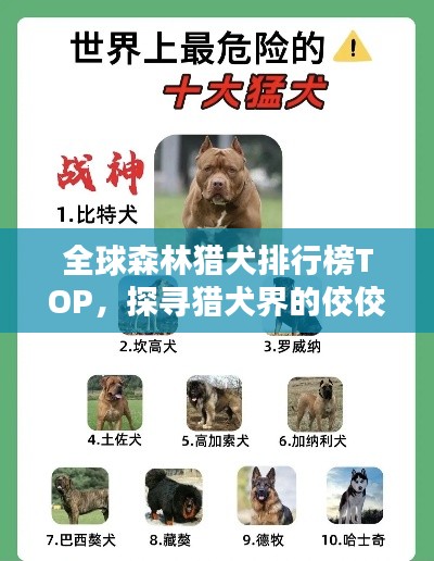 全球森林猎犬排行榜TOP，探寻猎犬界的佼佼者