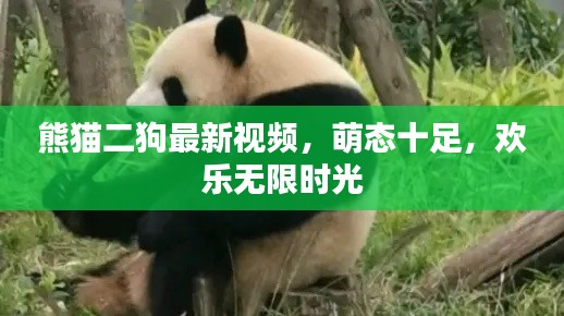 熊猫二狗最新视频，萌态十足，欢乐无限时光